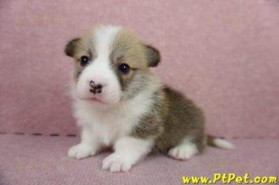 04/28雙色柯基犬公幼犬1號(桃園中壢)6