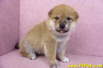 12/10赤色柴犬公幼犬4