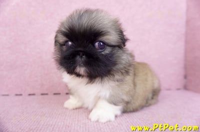 10/31松色北京狗公幼犬(新北新莊)7