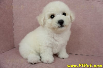 03/11比熊犬公幼犬(新北林口)7