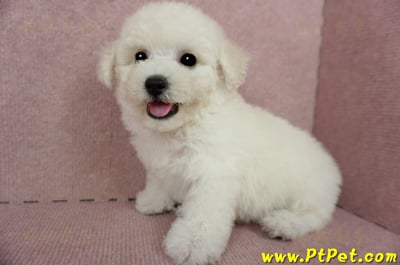 03/11比熊犬公幼犬(新北林口)9