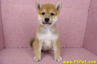 06/09赤色柴犬公幼犬1號(桃園)2