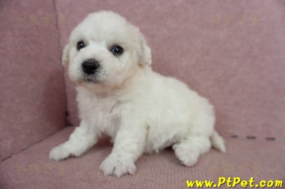 05/22比熊犬公幼犬3號(屏東鹽埔)6