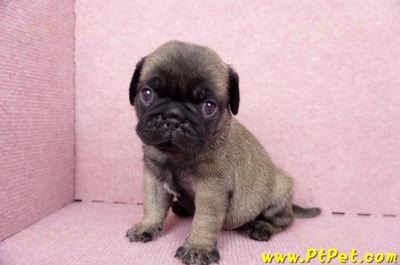 06/23巴哥公幼犬(新竹竹東)8