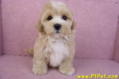 11/02馬爾泰迪母幼犬(新竹關西)3