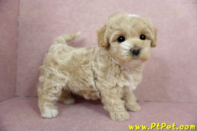 03/02馬爾泰迪母幼犬(桃園楊梅)7