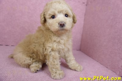 12/06奶油貴賓母幼犬(花蓮市)4