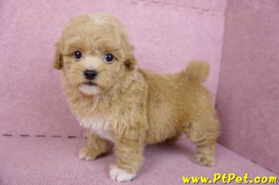 08/12泰迪比熊母幼犬2號(桃園龜山)8