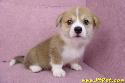 08/05雙色柯基犬母幼犬(台中潭子)6