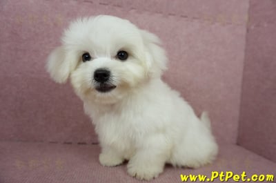 04/17迷你型馬爾濟斯公幼犬(桃園龜山)9