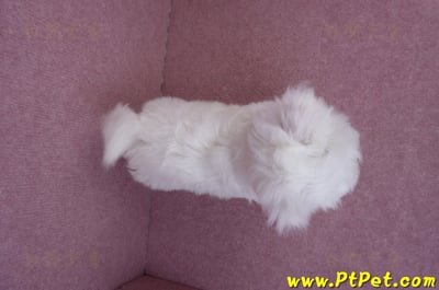 05/28迷你型馬爾濟斯公幼犬(台南安平)11