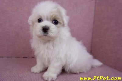 09/27馬爾泰迪公幼犬(新北三重)8