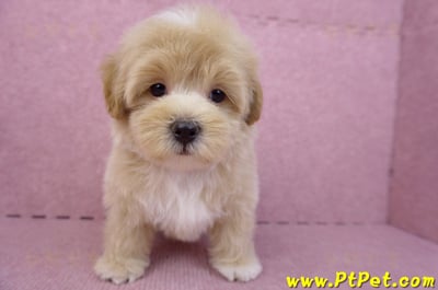 08/06奶油色馬爾泰迪公幼犬(台北中山)2