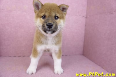 11/19赤色柴犬公幼犬(台中豐原)1