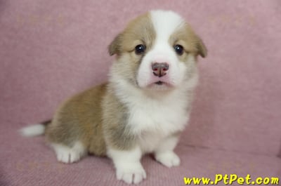 04/14雙色柯基犬母幼犬1號(高雄仁武)4