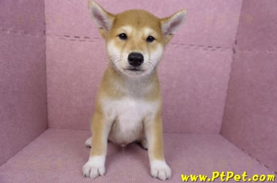 05/24赤色柴犬公幼犬(嘉義布袋)3