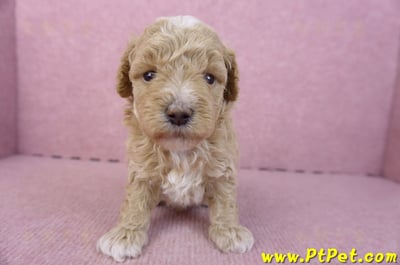 02/18泰迪比熊母幼犬1號2