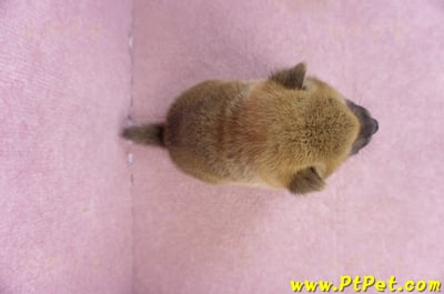 02/05赤色柴犬公幼犬2號(台東東河)7