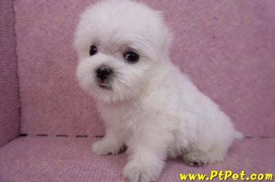 07/26迷你型馬爾濟斯 II 公幼犬1號(台北松山)10