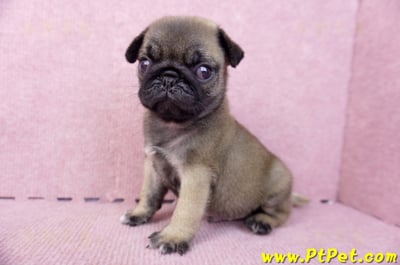 07/09巴哥公幼犬3號(新竹東區)9