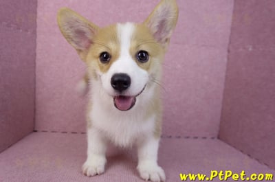 05/27雙色柯基犬公幼犬(台中西屯)2