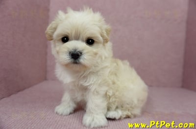 01/10奶油色馬爾泰迪母幼犬1號(新北中和)8