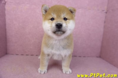 02/06赤色柴犬母幼犬3號(高雄左營)2