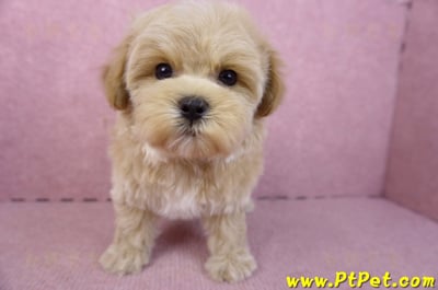 12/10馬爾泰迪母幼犬(台北大安)1