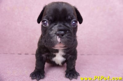 03/21虎斑色法國鬥牛公幼犬2