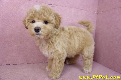 02/18泰迪比熊母幼犬(屏東市)9