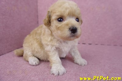 04/01泰迪比熊母幼犬2號(新竹市)2