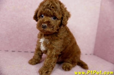 04/15玩具型紅貴賓公幼犬3號(屏東崁頂)9