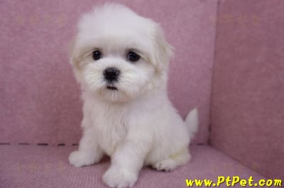 09/21馬爾濟斯母幼犬2號(南投名間)8