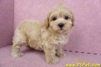 10/18馬爾泰迪母幼犬(高雄鼓山)5