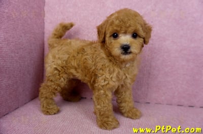 02/11紅貴賓公幼犬5