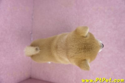 02/06赤色柴犬母幼犬3號(高雄左營)14