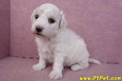 02/14比熊犬母幼犬6