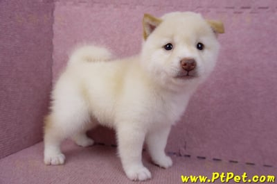 09/21白色柴犬母幼犬(高雄鳳山)4