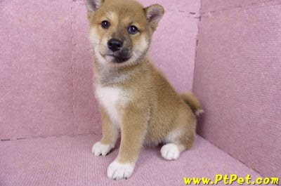 11/08赤色柴犬母幼犬(屏東九如)10