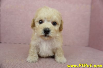 11/08泰迪比熊母幼犬3號(桃園蘆竹)1