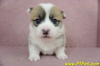 01/25雙色柯基犬公幼犬2號(桃園市)2