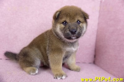 11/19赤色柴犬母幼犬(新北五股)3