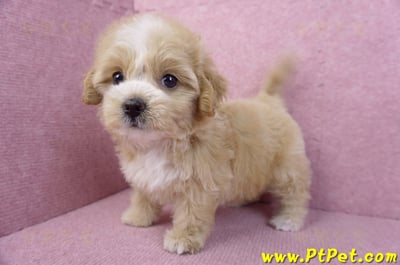 11/02馬爾泰迪母幼犬1號/(高雄小港)8