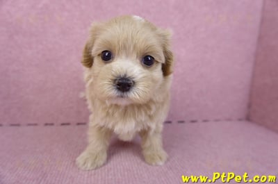 10/18馬爾泰迪母幼犬2號(南投竹山)2