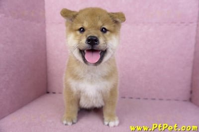 10/15赤色柴犬公幼犬(高雄前金)1