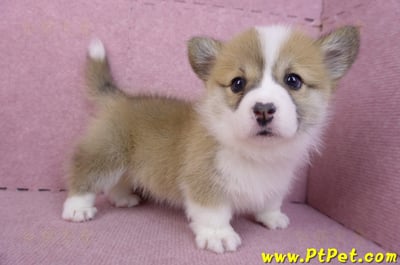 11/30雙色柯基犬母幼犬7