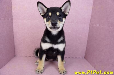 05/14黑色柴犬母幼犬(新北土城)1