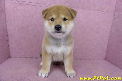05/07赤色柴犬公幼犬2