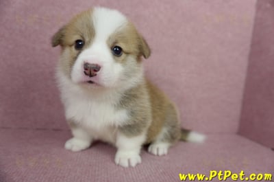 04/14雙色柯基犬母幼犬1號(高雄仁武)5