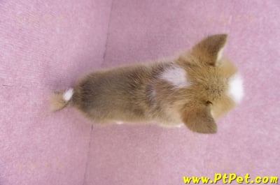 11/30雙色柯基犬公幼犬4號12